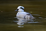Smew