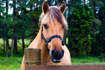Horse - 9554