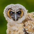 asian brown wood owl Strix leptogrammica-8589