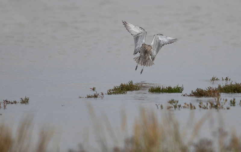 Eurasian Curlew - Dee Estuary - North Wales