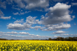 Rapeseed Field