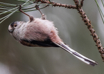 Long-Tailed Tit