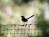 Female Splendid Fairy-Wren
