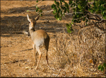 Dik-dik