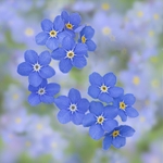 Forget me not