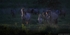 Konik (Equus caballus) family at sunrise