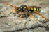 Nomada goodeniana (f)