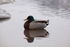 A lost Mallard 7206