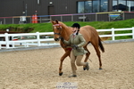 Cls 47 In Hand Racehorse to Showhorse portfolio