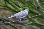 Collared Dove