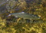 Swimming Tarpon.