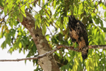 Common Black Hawk (imm...
