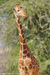 Reticulated giraffe.