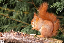 Red Squirrel