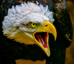 Bald eagle Haliaeetus leucocephalus--4