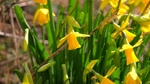 Spring 7 Daffodil F6764