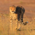 Cheetah in golden early morning light