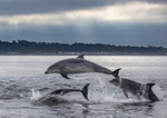 CHANORY DOLPHIN 2026 42