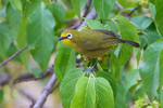 Yellow White-eye portfolio