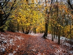 Wilsons Woods