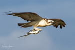 Osprey with Swallowtail 1