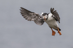Puffin