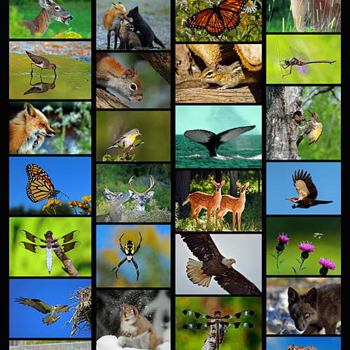 Wildlife for Wellness is a poster series aimed at making the world - Better by Nature. A portion of all sales goes to…