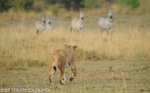 Lionness and zebras.