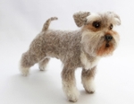 Schnauzer. Photo 1.