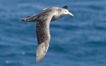 Southern Giant Petrel