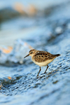 Little Stint portfolio