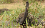 Elephant inside the papyrus.
