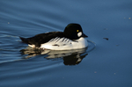 Goldeneye