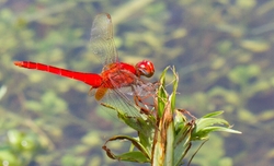 Dragonflies _0034