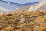Puma looking out for Guanacos, Torres del Paine, Chile