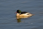 Goosander