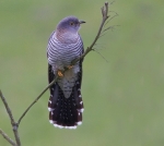 Female Cuckoo