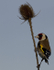 GOLDFINCH REF GOLD 6