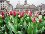 Amsterdam with tulips