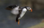 Puffin landing on Skomer Island in Wales_4389