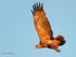 Tawny