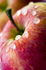 Apple - 5363