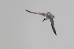 Caspian Tern
