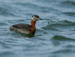 Red-necked Grebe, Farmoor Reservoir