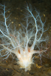 Thyonidium drummondii