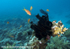 RS009: Crinoid