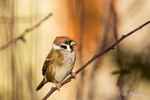 Tree Sparrow with colour matching background!