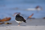 Magellanic Oystercatcher