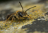 Andrena bucephala (m)
