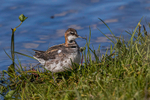 Red-necked Phalarope (m)